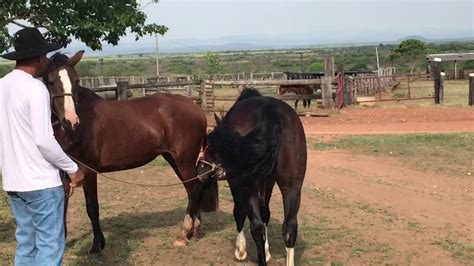 Traçando a xoxotinha da égua safada